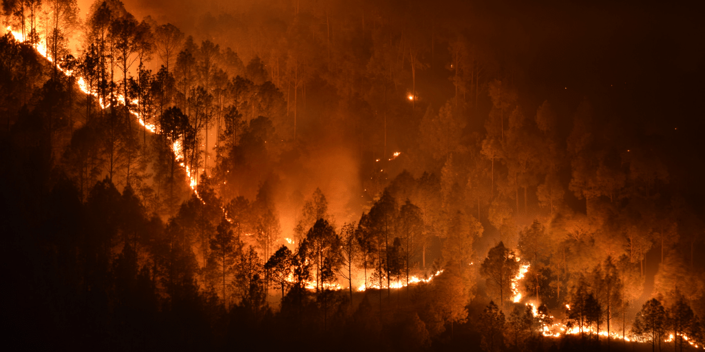 What impact do forest fires have on the ecosystem? - South American