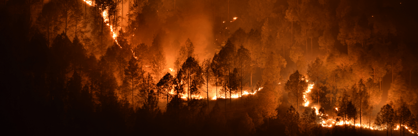 ¿Cuál es el impacto de los incendios forestales en los ecosistemas?