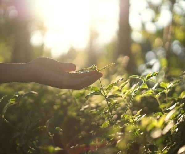 DíaMundial, MedioAmbiente, EcologiaResiliente