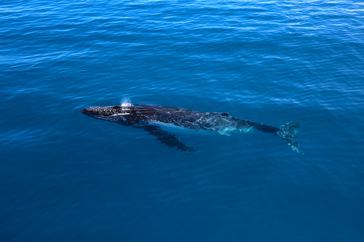 Solo Humpback whale swimming in deep blue waters