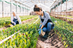 El desafío de modernizar la agricultura - 2