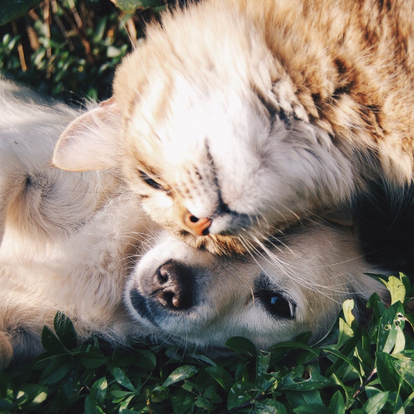 Potencia tu negocio a partir de la tendencia pet friendly - 2