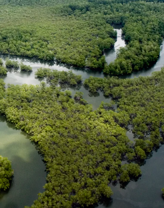Río Amazonas, la confianza ambiental con Suramericana